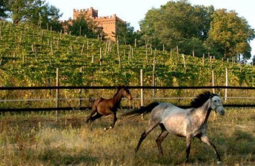 Вилла La Cascina Del Castello Асти Экстерьер фото